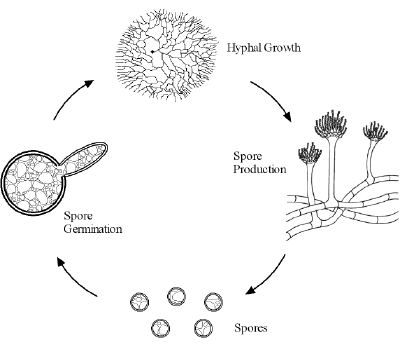 stachybotrys toxic mould