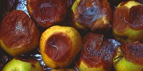 patulin mycotoxins